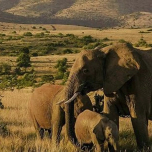 The Power of Online Marketing in the Travel Industry: How Travel Agencies Can Stay Ahead